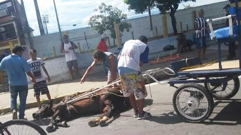Cavalo que puxava uma charrete usada para carregar romeiros desmaiou de tanto cansaço em Aparecida, SP, 19/01/2019.