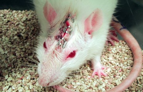 O debate sobre a moralidade da experimentação animal: o que é relevante e o que não é