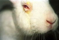 ENTREVISTA: Sergio Greif comenta a importância da proibição em SP do uso de animais em testes para a indústria cosmética