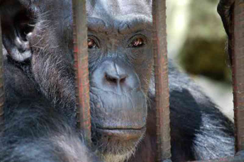 Saiba os 5 motivos que fazem do zoológico um ambiente de tortura