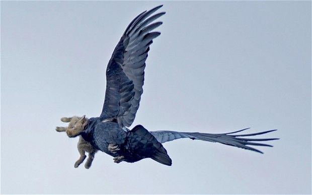 Corvo voando com filhote de coelho no bico. (Foto: Bob Sharples)