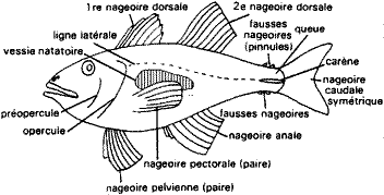   Morfologia de um peixe típico (téléolstéen). Segundo J. Nichools, no Guia da Fauna e da Flora litorâneas dos mares de Europa, Ed. Delachaux & Niestlé, Paris, 1979.