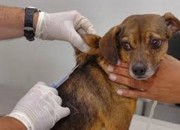 Campanha pretende imunizar 130 mil animais em Campo Grande, MS