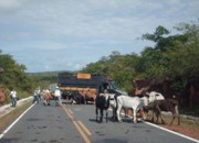 Polícia Rodoviária Federal resgata 618 animais nas rodovias do Piauí