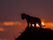 Fotógrafo da vida selvagem registra animais no pôr do sol na África