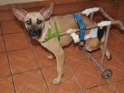 Após ser atropelado, cão ganha ‘cadeira de rodas’ feita com PVC no AC