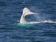 Avistada baleia rara junto da costa australiana (vídeo)