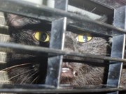 Bombeiros resgataram um gato preso no motor de um táxi em Jequié, BA