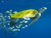 Tartarugas batem recorde ao gerar 2 milhões de filhotes nas praias brasileiras