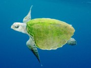 Atitudes simples podem salvar animais marinhos