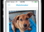 Seguindo a moda do Tinder, aplicativo ajuda adotantes a encontrarem um cachorro