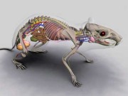 Cobaias virtuais podem acabar com o sacrifício de animais para estudos anatômicos
