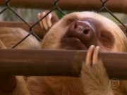 Abrigo na Costa Rica é santuário para as preguiças perseguidas na floresta