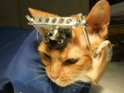 Jornais britânicos denunciam ‘tortura’ de gatos em laboratório
