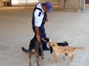 Estádio onde Camarões vai treinar vira refúgio para cães