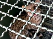 Gato-do-mato é capturado por produtores rurais em Itarana, ES