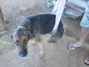 Cachorra paraplégica encontrada às margens da GO 040 precisa de um lar