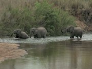 Mais de 20 mil elefantes africanos foram abatidos em caças em 2013 (vídeo)