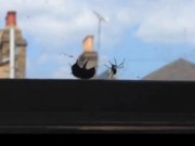 Solidariedade animal: veja um zangão salvar um ‘colega’ de uma aranha