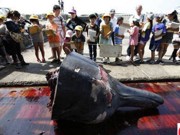 Cidade japonesa marca início da temporada de caça fatiando uma baleia na frente de crianças