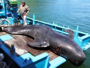 Japão aumentará esforços para retomar caça de baleias