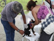 São Luís (MA): 50 mil cães e gatos já foram vacinados contra raiva em 2014