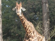 Laudo conclui que girafa Zola morreu enforcada após acidente com corda em zoo de BH