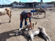 Internautas denunciam que animais estariam morrendo de fome no Zoonoses de Campina Grande, PB
