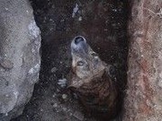Corpo de Bombeiros de Sousa (PB) salva animal que caiu em um buraco