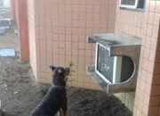 Cão passa 4 dias em frente a hospital esperando pelo tutor internado no PI