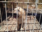 Cão é abandonado em terreno baldio e moradores se revoltam em Teresina, PI