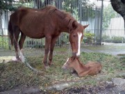 Curitiba (PR): Égua e potrinha são resgatadas após parto no Barreirinha