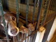 Portugal: Defensores dos animais contra política de abate que tem eliminado milhares de bichos