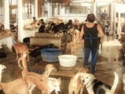 Veterinários da Secretaria dos Animais do Rio pedem ajuda à Suipa