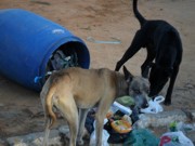 Portalegre/RN: ‘Lei dos Cachorros’ cai no esquecimento
