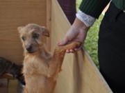 Centro de Zoonoses e Vetores organiza evento de adoção de cães em Lajeado, RS