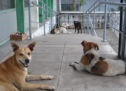 Centro de proteção animal é necessidade em Venâncio Aires, RS