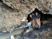 Cão resgatado de tubulação desaparece após tutor morrer e casa ser assaltada