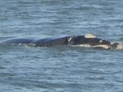Primeiras baleias-francas são vistas em Laguna, SC