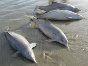 Banhistas encontram sete golfinhos mortos em praia de Peruíbe, SP