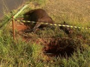 Cavalo explorado em cavalgada morre após cair em buraco em avenida de Ribeirão Preto, SP