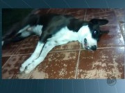 Polícia investiga a morte de 20 cães com veneno e tiros em Rio Pardo, SP