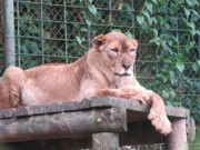 Após sofrer maus-tratos, leoa Chiara se recupera e vira xodó em horto
