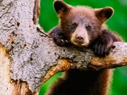 Jardim zoológico suíço mata cria de urso que sofria de ‘bullying’