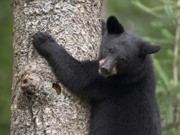 EUA: urso-negro é assassinado pela polícia ao entrar em residência.