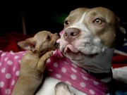 Cadela pitbull é resgatada por abrigo de animais e se torna mãe de diversos filhotes órfãos