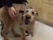 Vídeo: cão vê seus tutores pela primeira vez após cirurgia