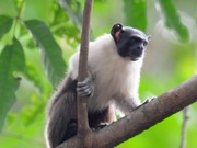 Sauim-de-Manaus segue no topo da lista de animais em extinção