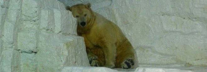 Conheça a história de Arturo, o urso polar mais triste do mundo