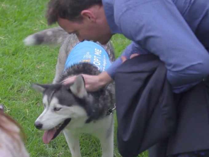 Descubra como uma simples e divertida ação conseguiu tutores para cães abandonados